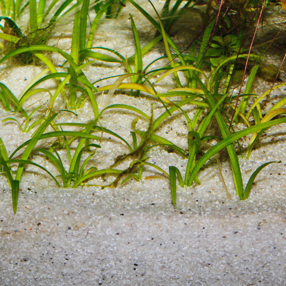JBL Sansibar Sand River 10kg