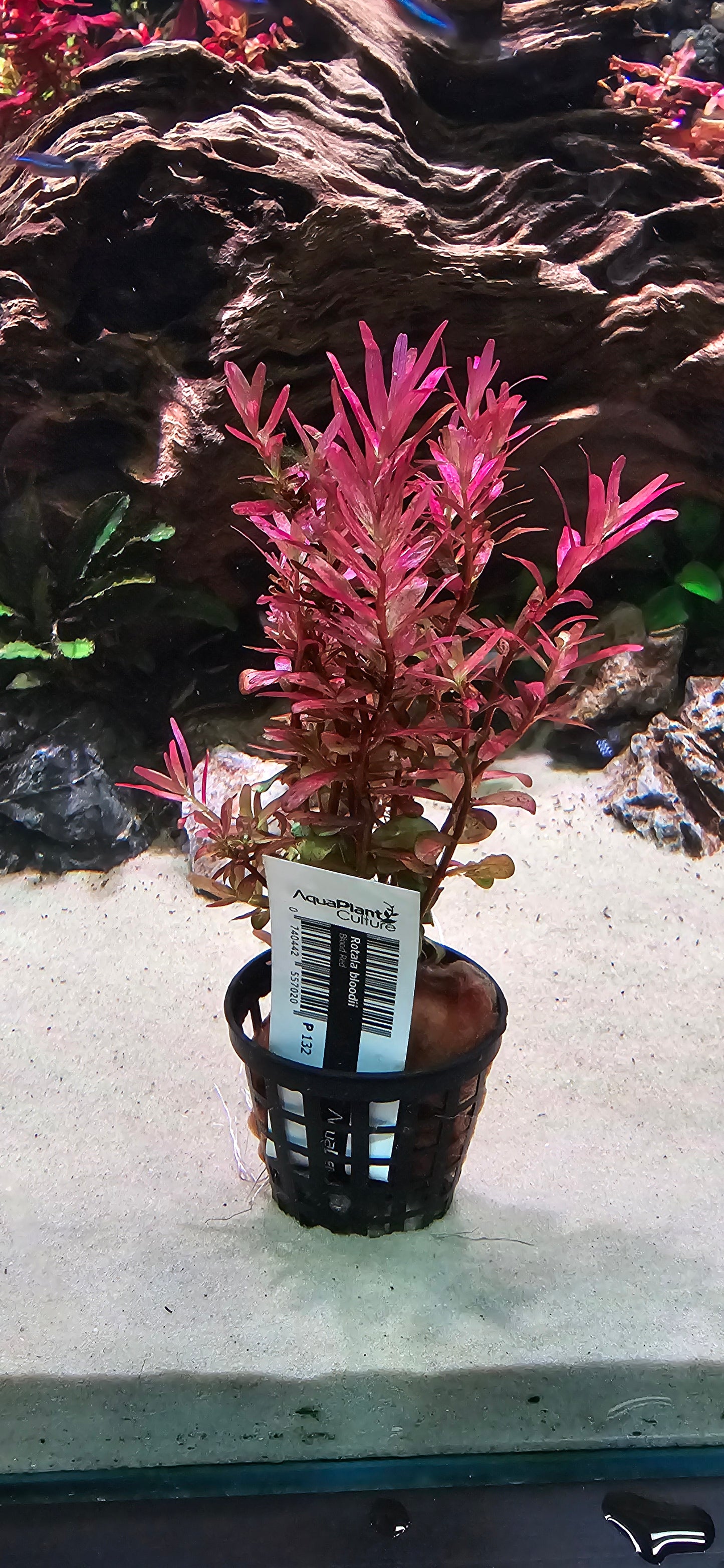 Rotala 'BLOOD RED' SUBMERSED POT