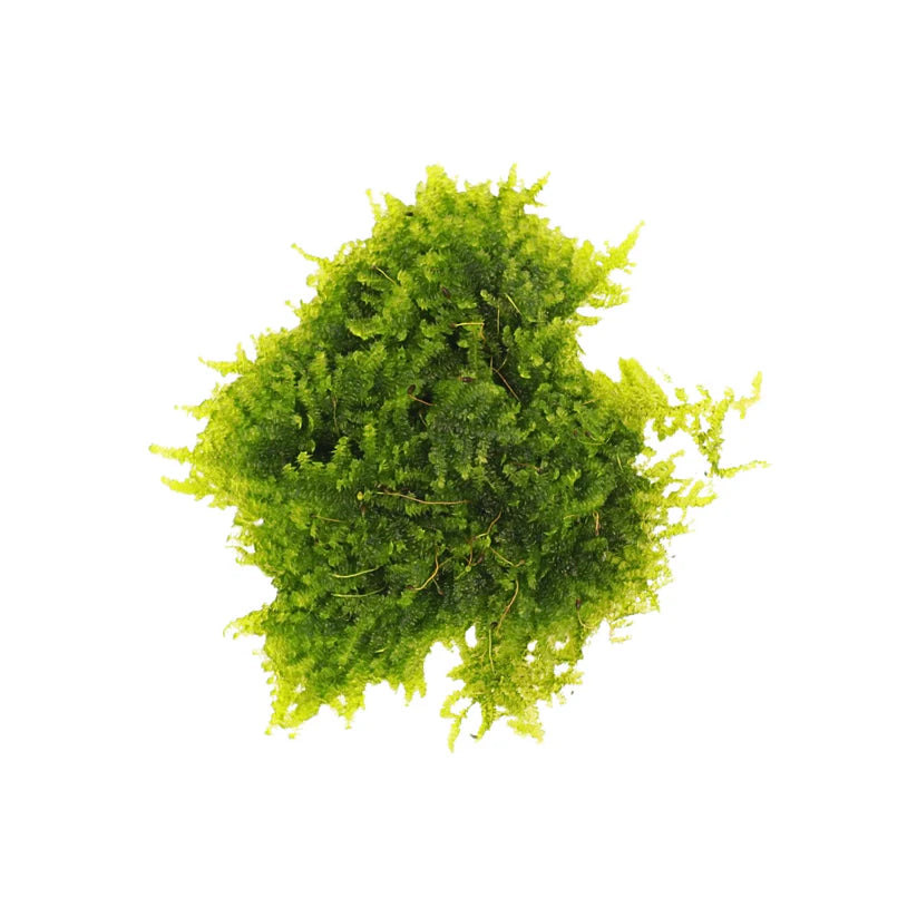 AquaLabs Christmas Moss