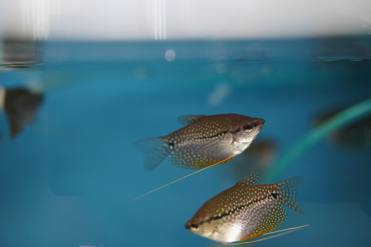 Pearl Gourami