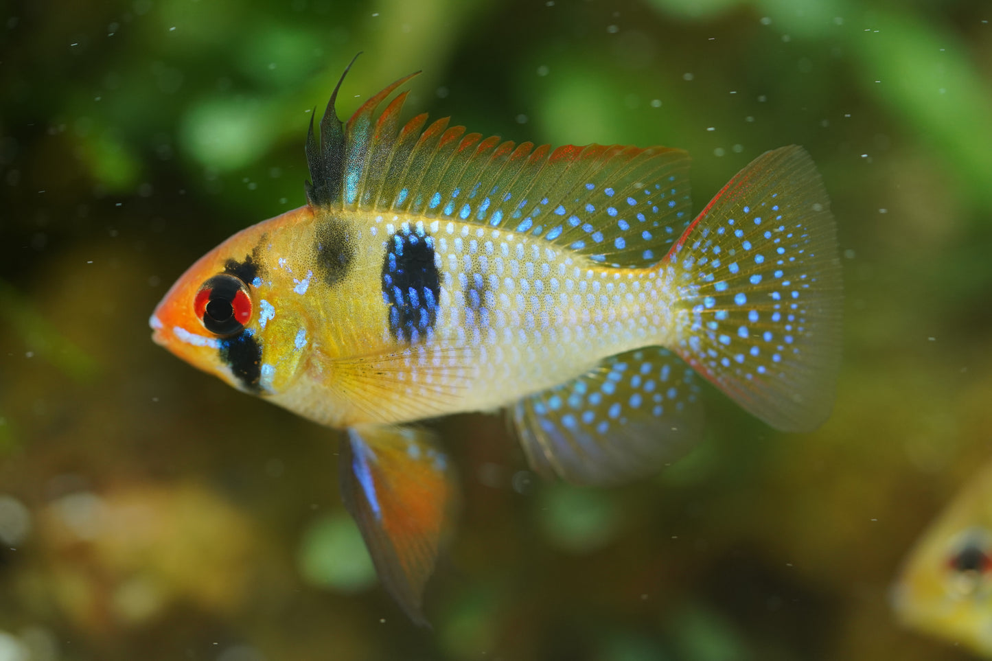 Blue Ram German Strain