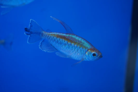 Congo Tetra