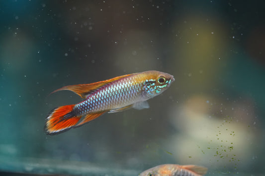 Apistogramma Agassizi