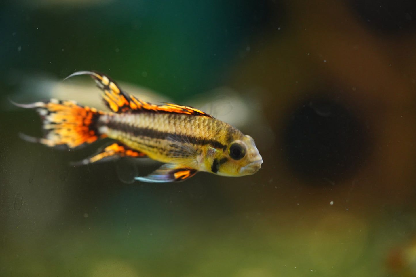 Apistogramma Cacatuoides Super Red