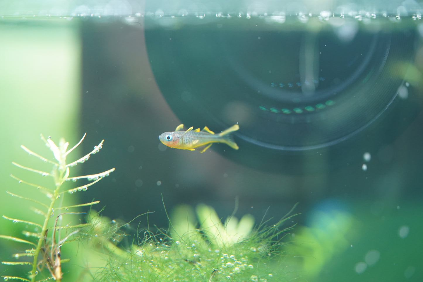 Forktail Blue-eye Furcata Rainbowfish