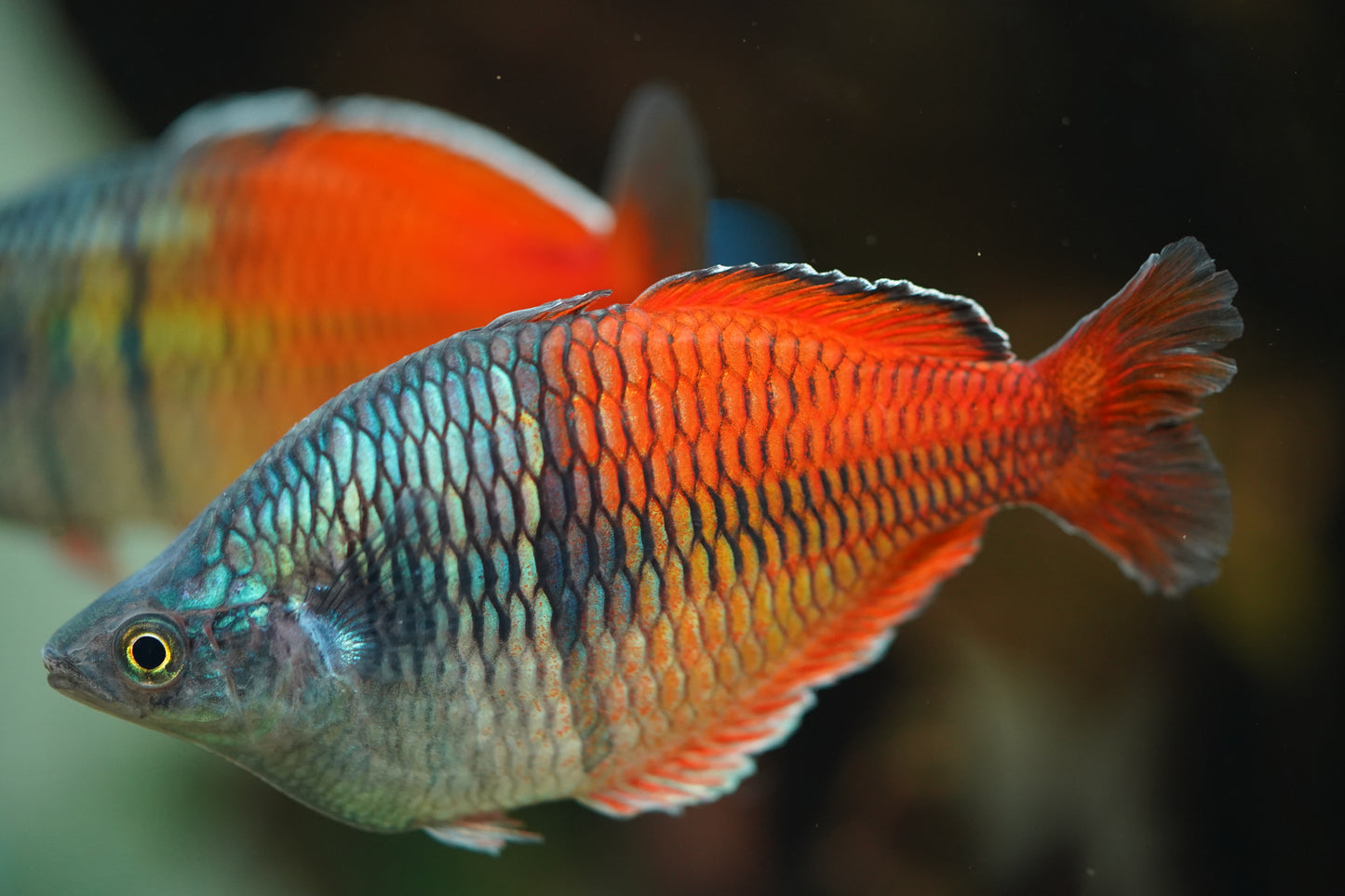 Bosemani Rainbowfish