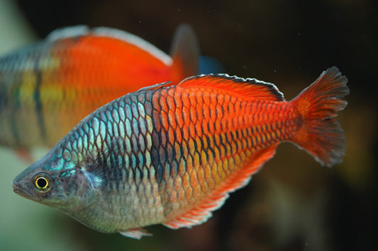 Bosemani Rainbowfish