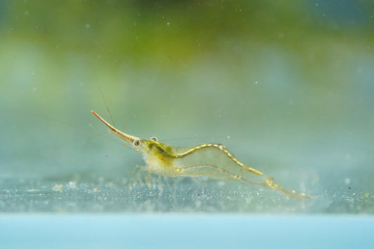 Red Nose Shrimp