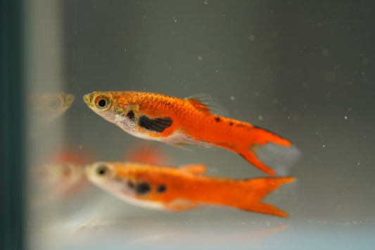Red Chili Endler Guppy