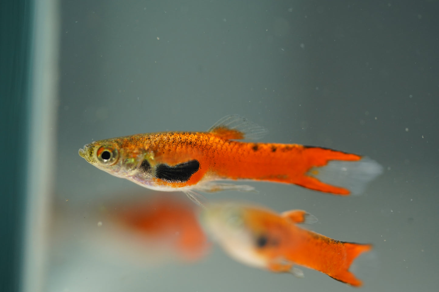 Red Chili Endler Guppy