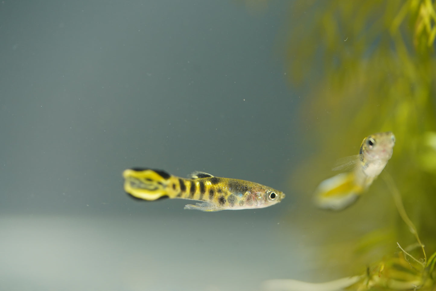 Yellow Tiger Endler Guppy