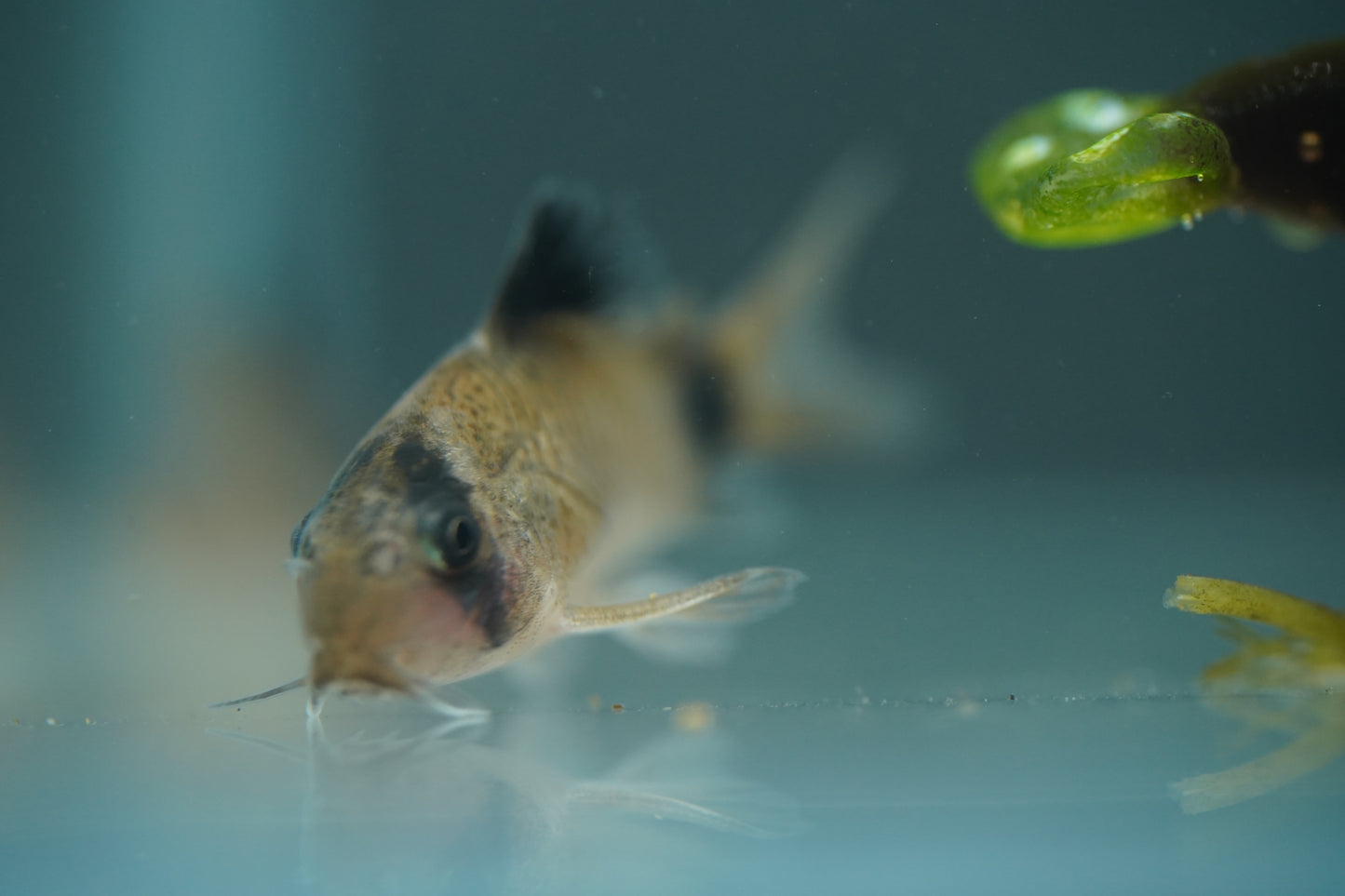 Panda Corydoras