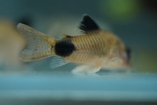 Panda Corydoras