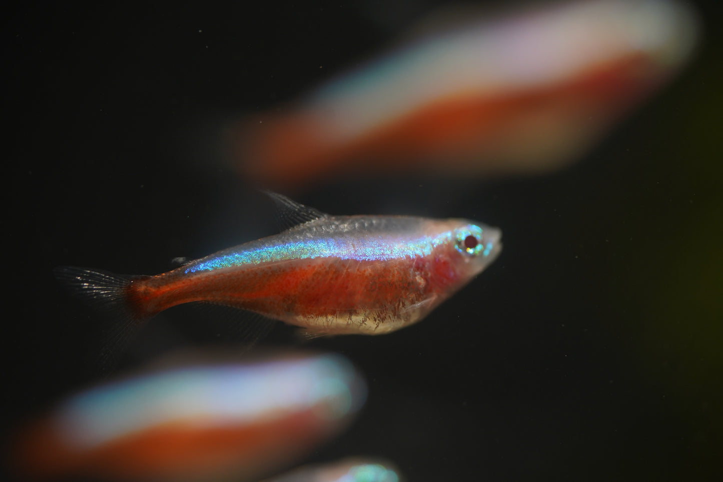 Golden Cardinal Tetra