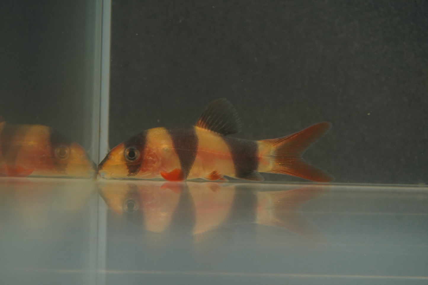 Clown Loach