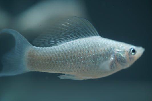 Platinum Lyretail Molly