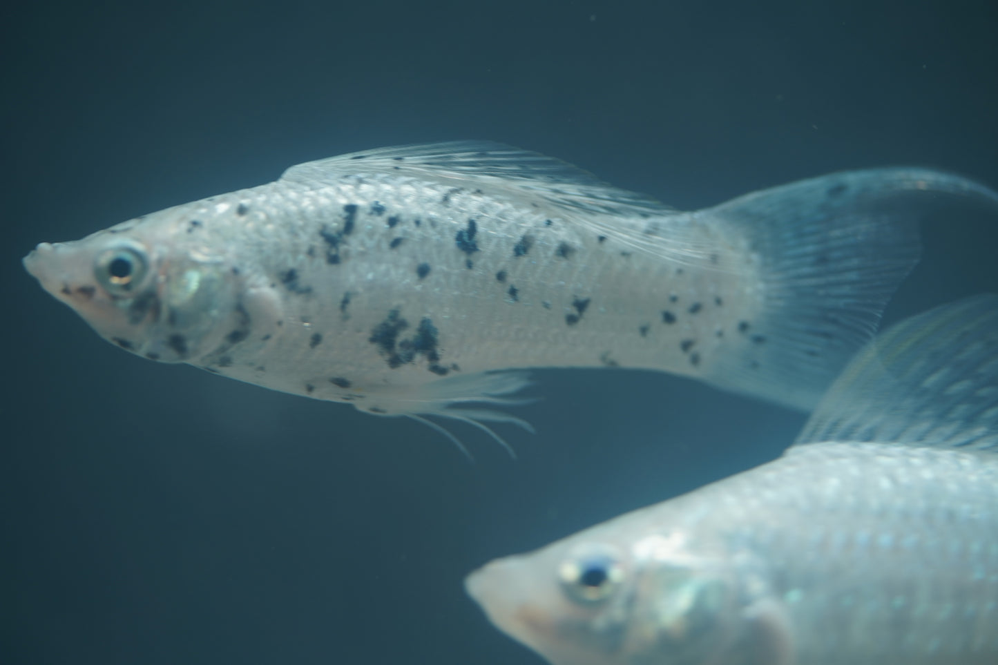 Platinum Lyretail Molly