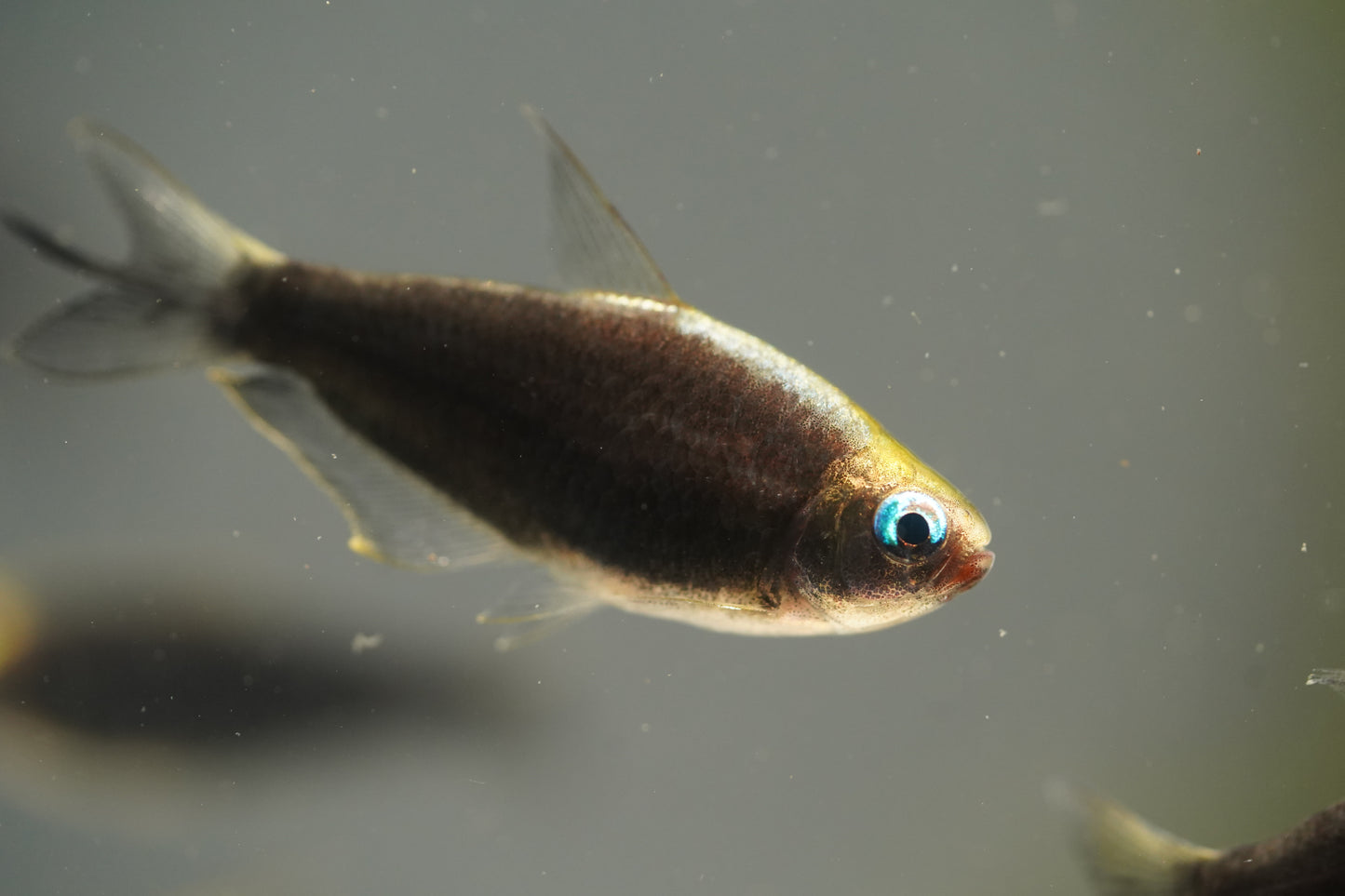 Black Emperor Tetra