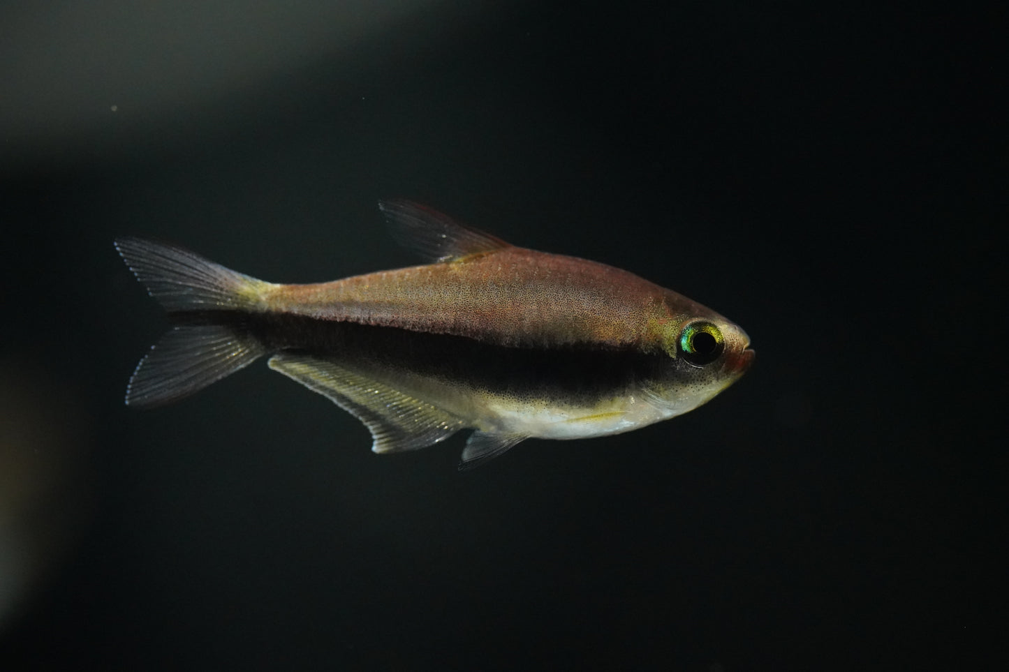 Blue Emperor Tetra