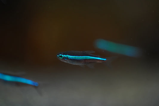 Green Neon Tetra