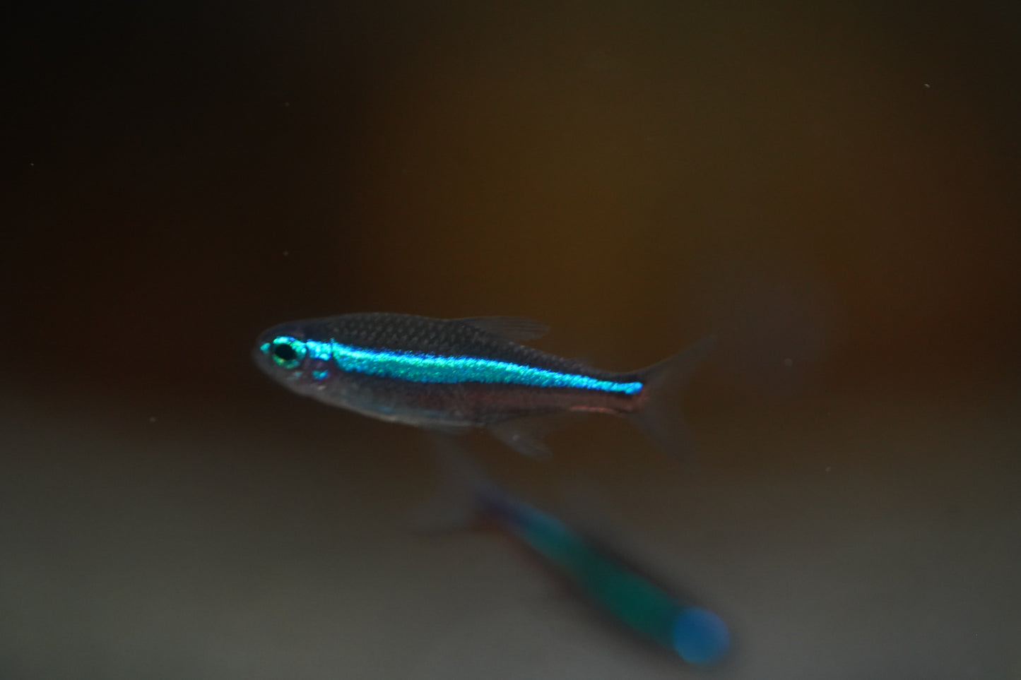 Green Neon Tetra