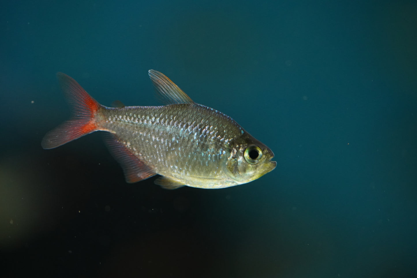Colombian Tetra