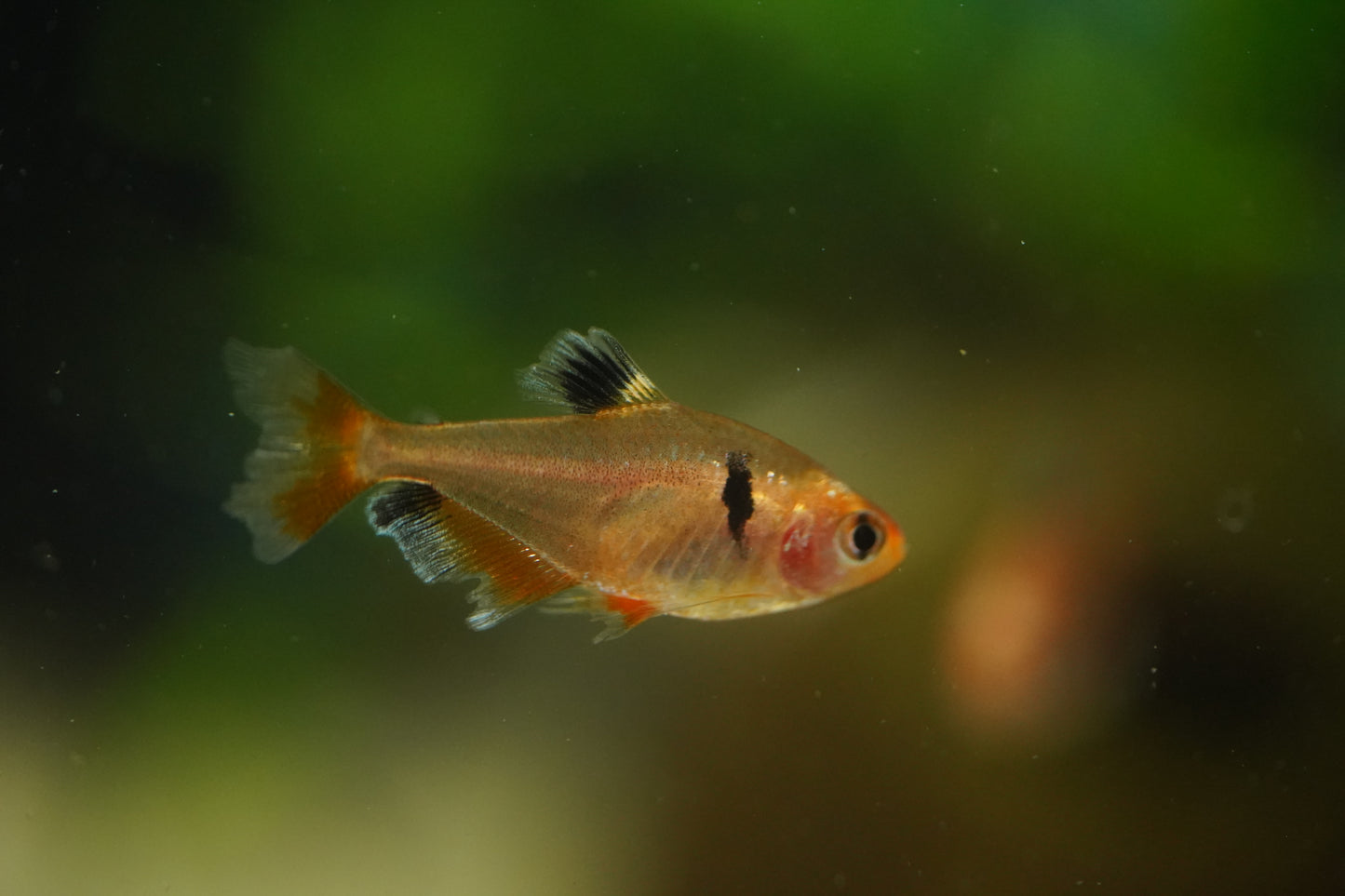 Longfin Serpae Tetra