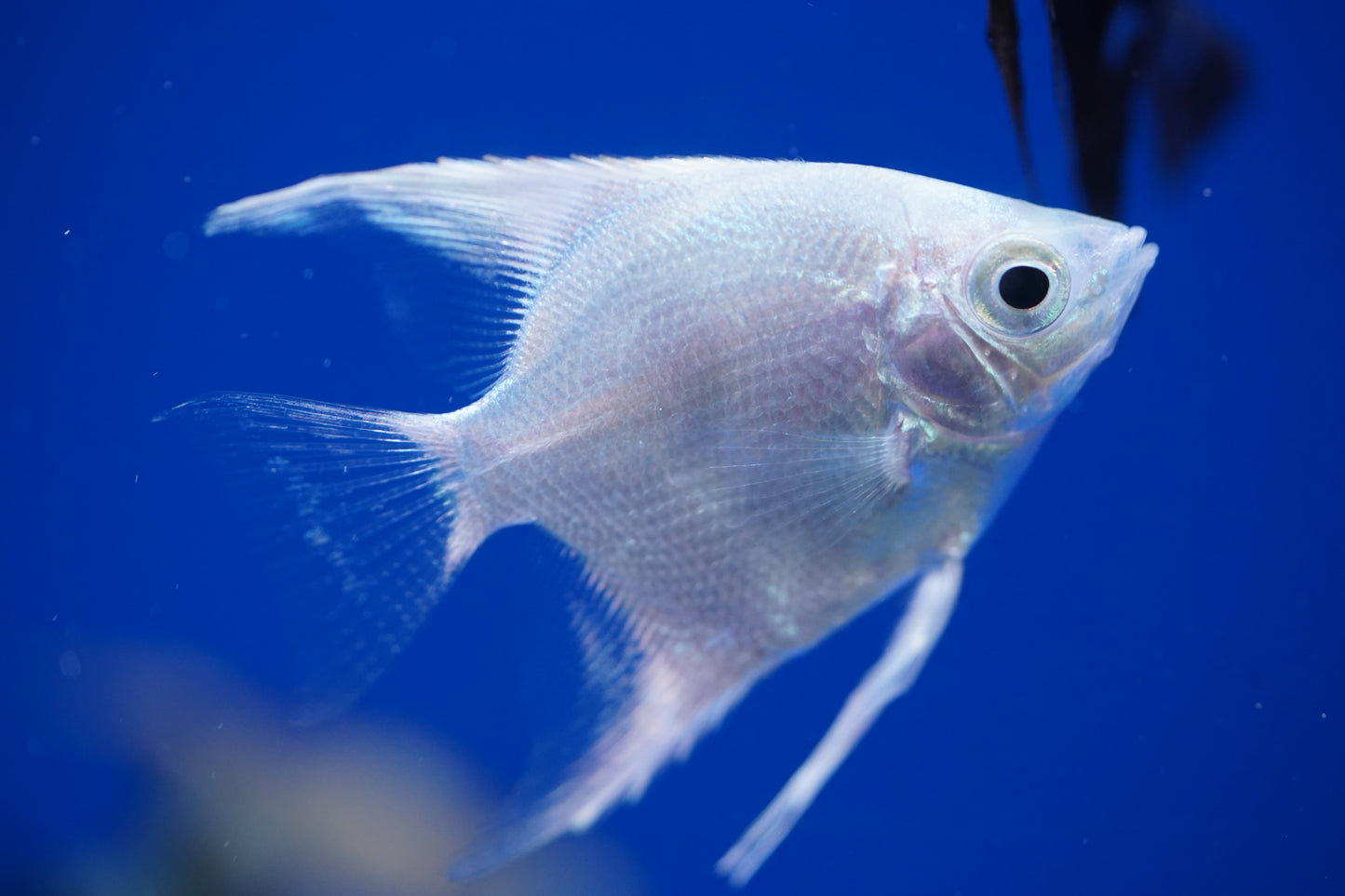 Platinum Angelfish