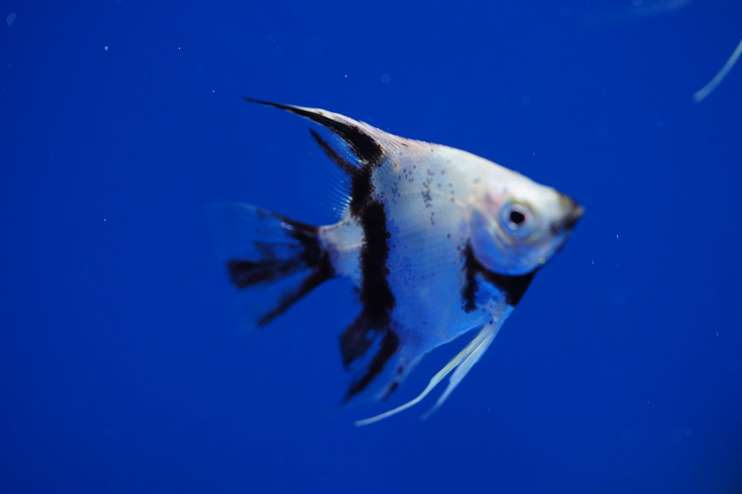 Marble Angelfish