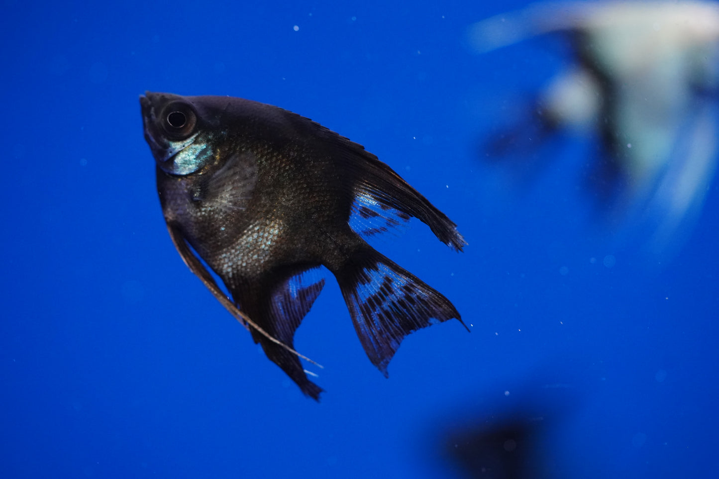 Black Angelfish