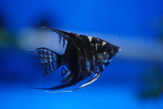 Marble Angelfish