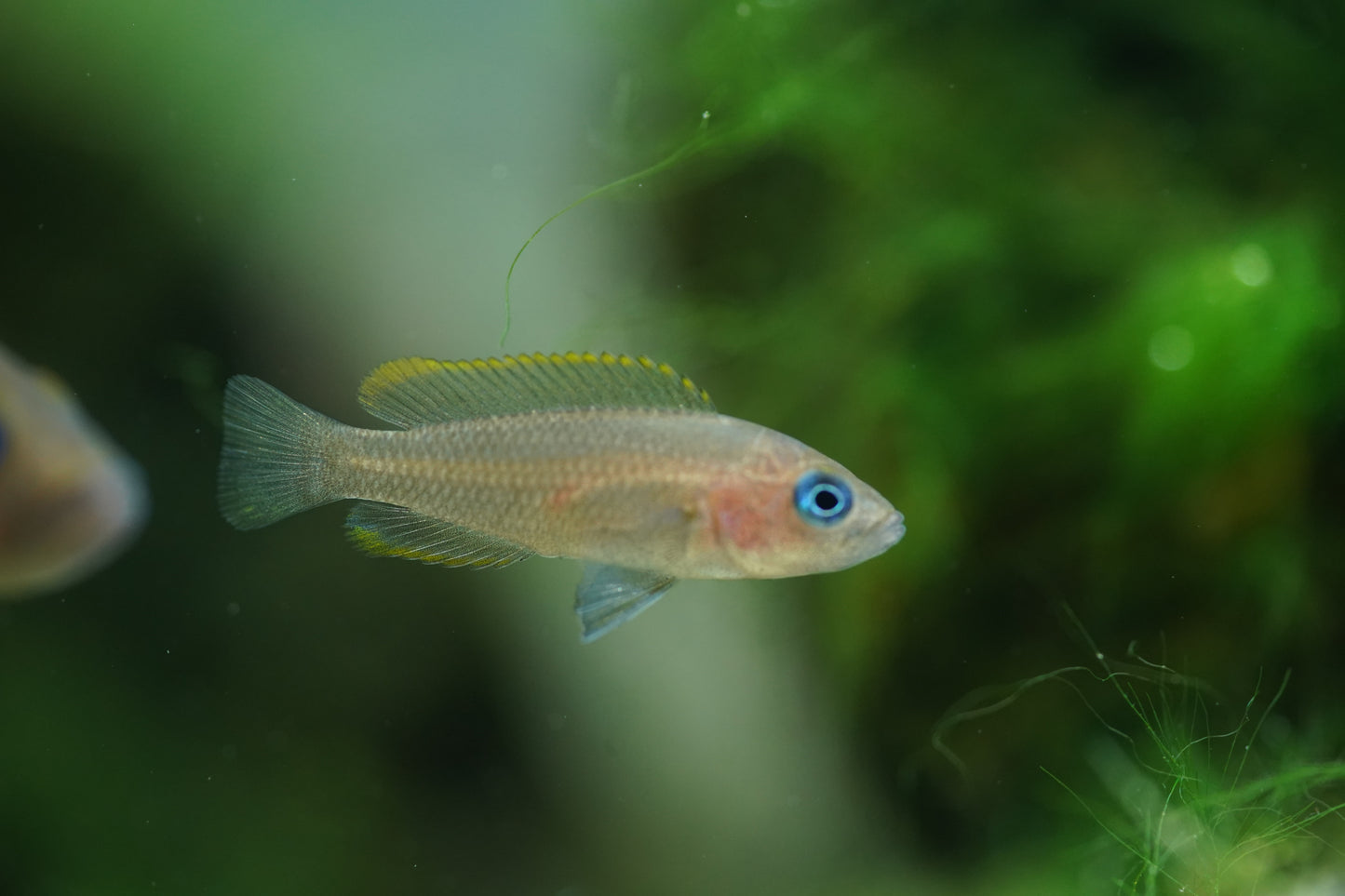 Neolamprologus Multifasciatus
