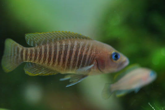 Neolamprologus Multifasciatus