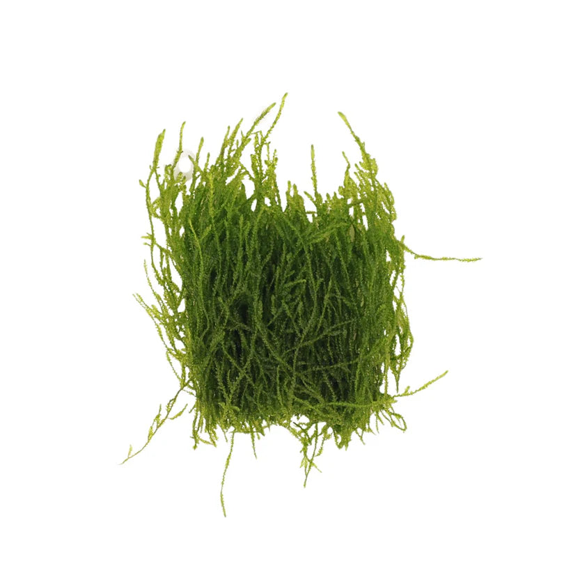 AquaLabs Flame Moss