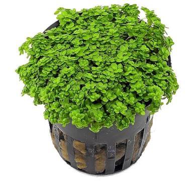 Hemianthus callitrichoides 5cm Pot