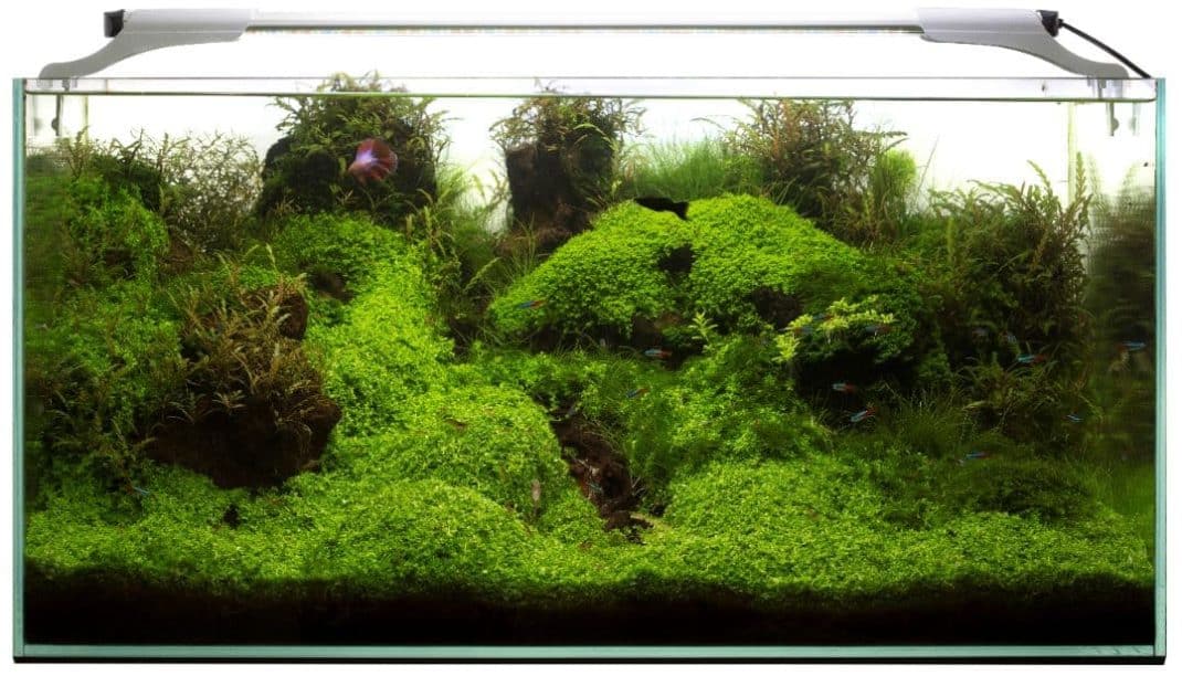 Aquael Leddy Slim 36W Plant White 100-120cm