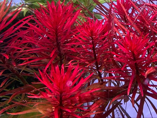 Ludwigia Meta Submersed Grown