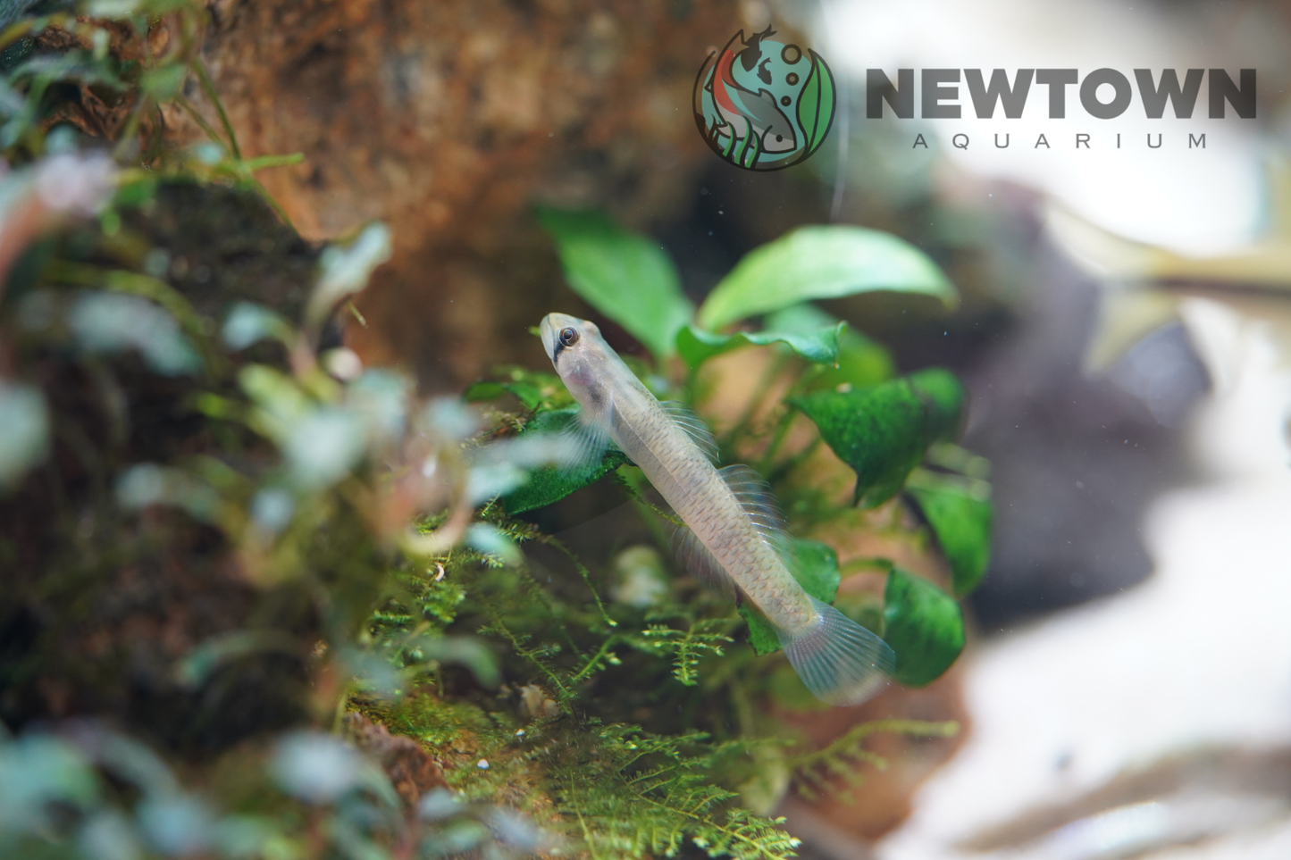Red Belted Goby