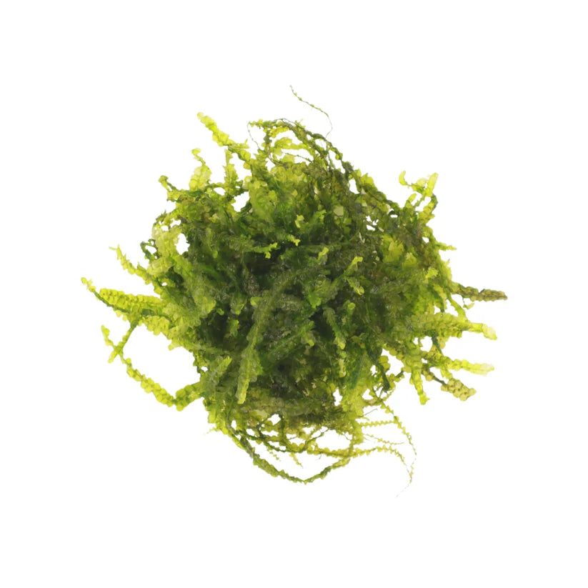 AquaLabs Cameroon Moss