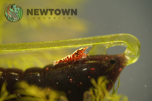 Red Galaxy Snowflake Shrimp