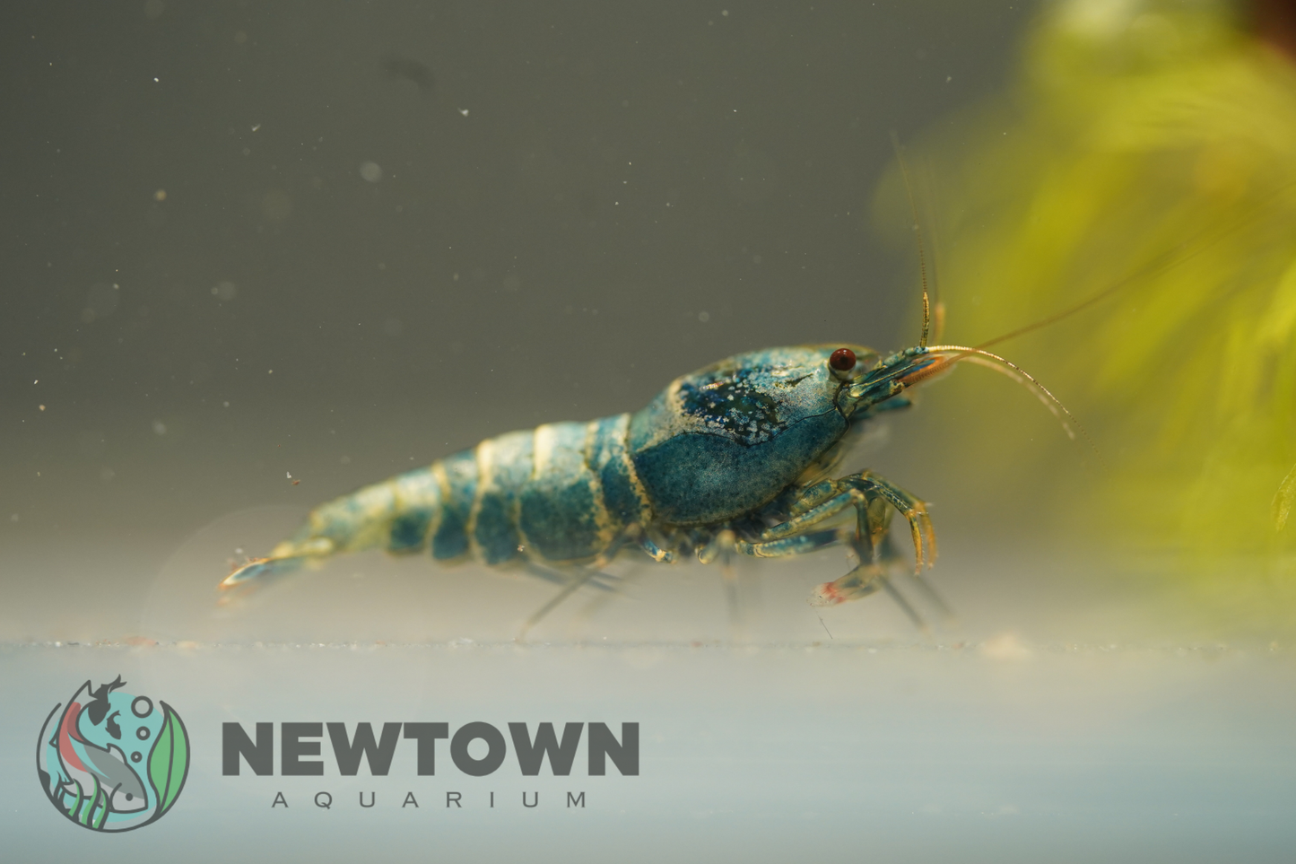 Blue Bolt Bee Shrimp