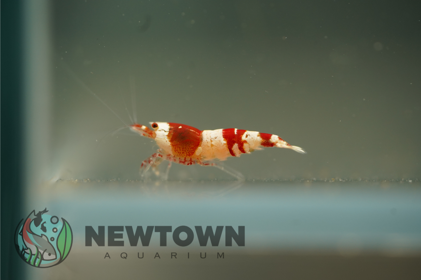 Crystal Red Shrimp - Standard