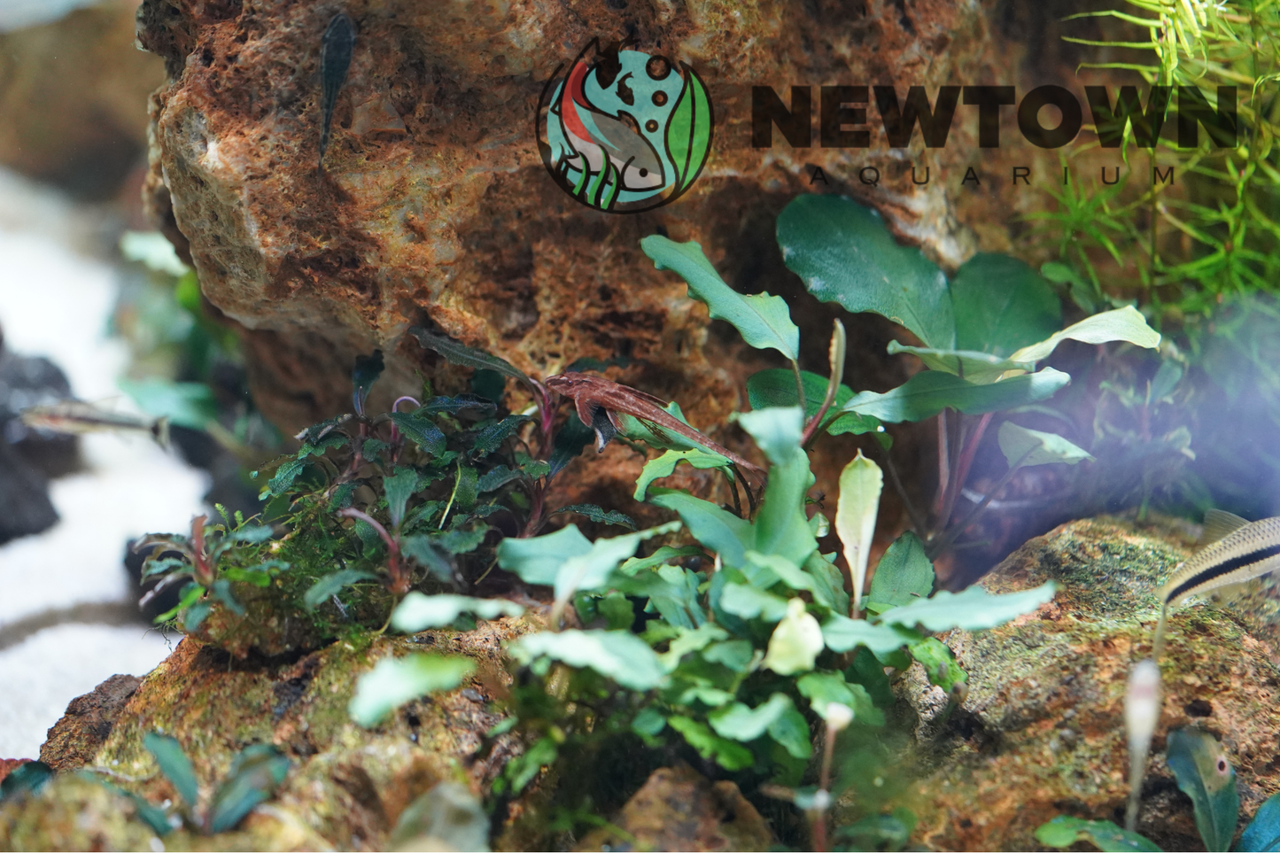 Red Whiptail Catfish