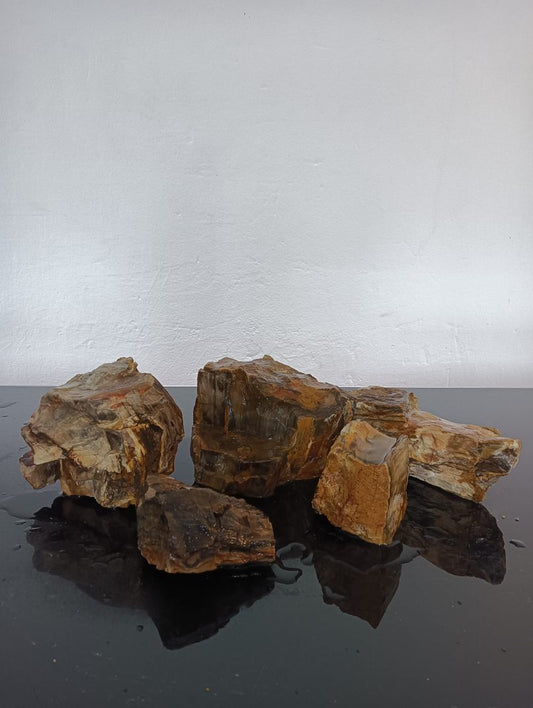 AP Naturals Petrified Wood