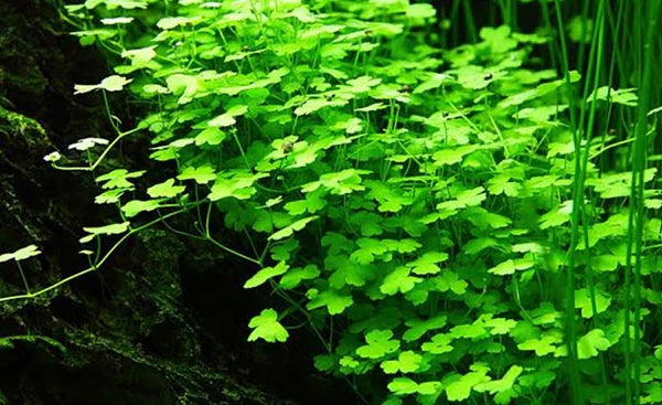 Hydrocotyle tripartita 'japan' mini 5cm Pot