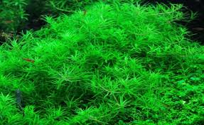 Limnophila vietnam (Limnophila aromatica 'Vietnam') pot