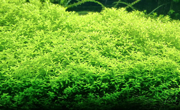 Micranthemum glomeratum 5cm Pot ( Pearl Grass)