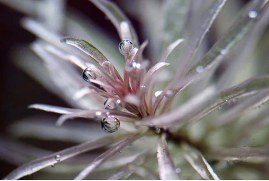 Ludwigia White 5cm Pot