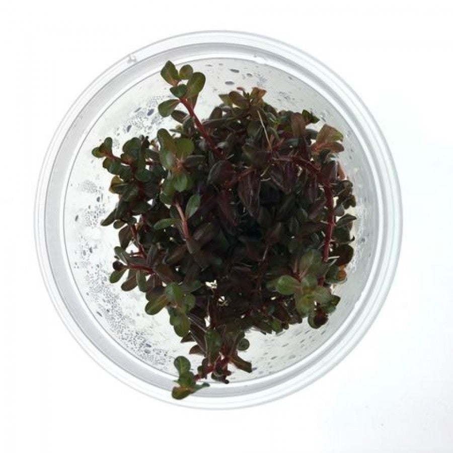 Rotala 'Rotundifolia - Colorata' TC