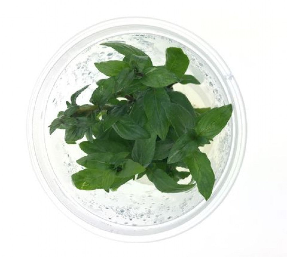 Staurogyne Repens TC